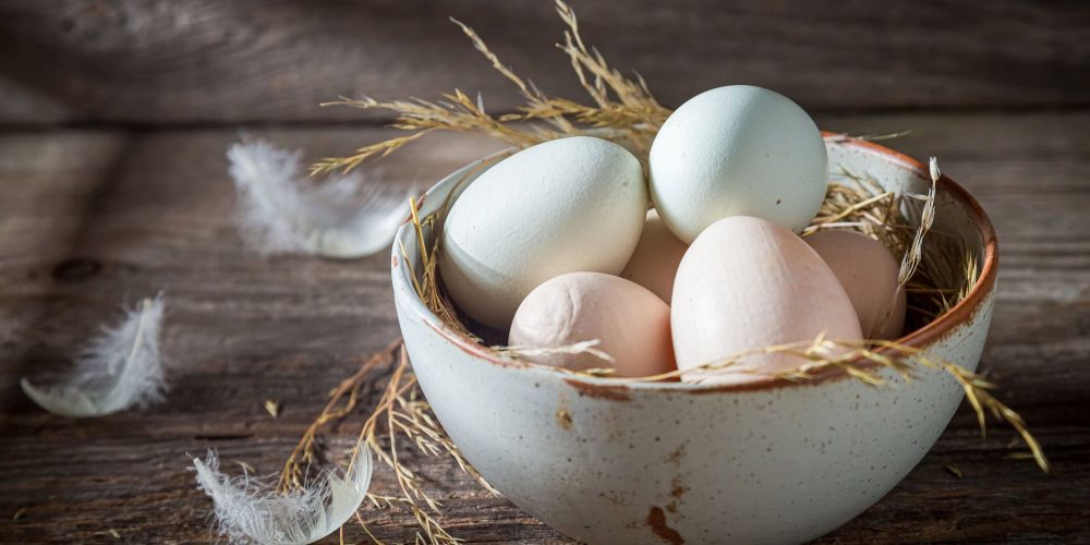 Free range eggs with hen feathers. Eggs from free range. Free range eggs with hen feathers. Eggs from free range.