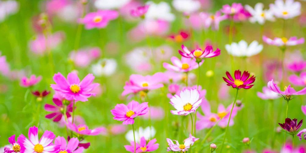 Nature flower Closeup pink and white macro flower and plant background Nature flower Closeup pink and white macro flower and plant background