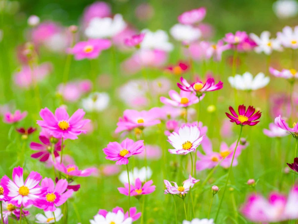 Nature flower Closeup pink and white macro flower and plant background